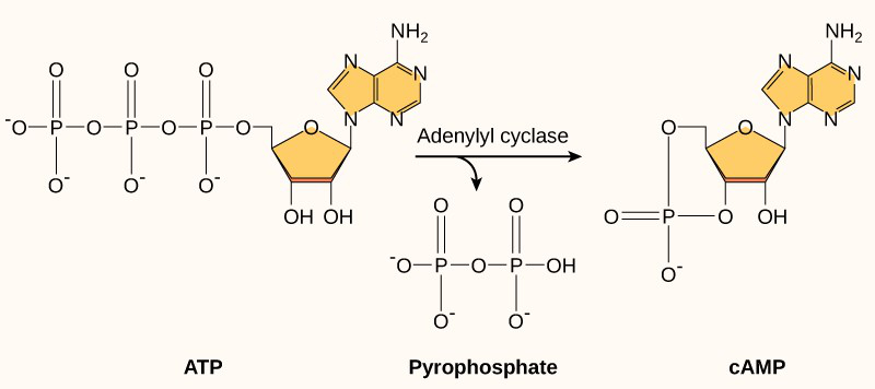 Mechanism for forming cyclic adenosine monophosphate (cyclic AMP or cAMP).