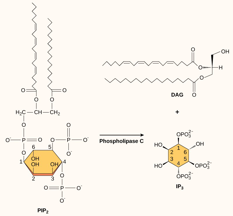 Molecular models for phospholipase C cleaving PIP2 into DAG and IP3