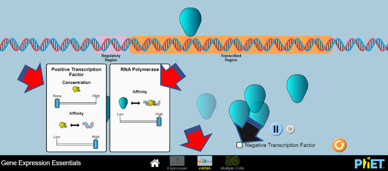 Gene Expression Essentials in mRNA.