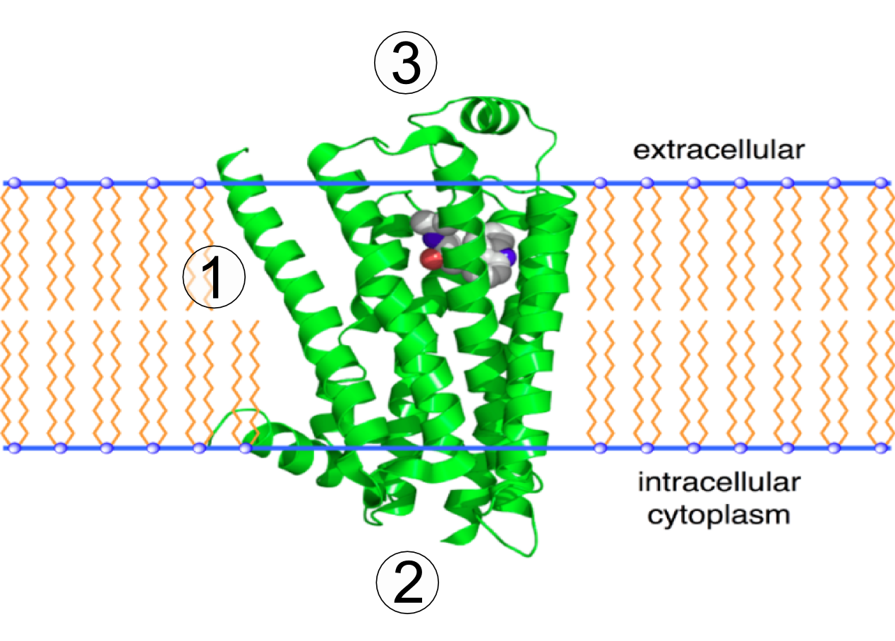 Beta-2 adrenergic receptor within the plasma membrane as a 3D model.