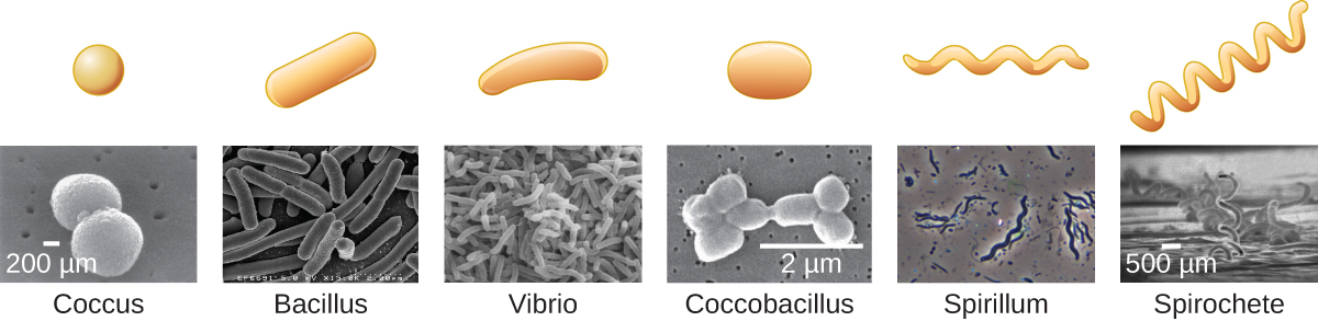 Six common prokaryotic cell shapes.