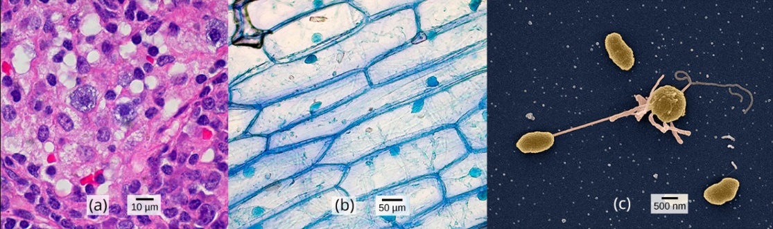 Three different types of cells that vary in colour and size but share common structural characteristics.