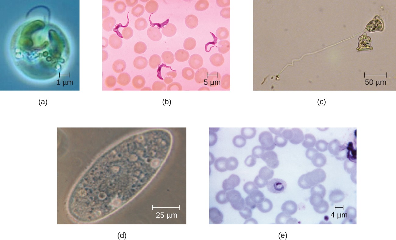 Eukaryotic cell shapes.