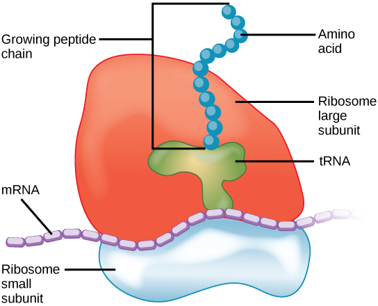 Ribosome components.