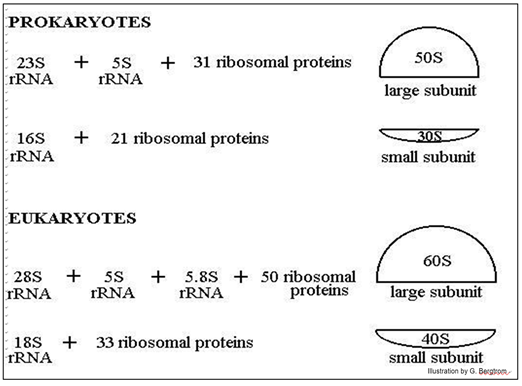 Ribosome size and composition in prokaryotes and eukaryotes.