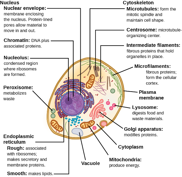 Eukaryotic animal cell components.