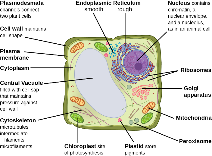 Eukaryotic plant cell components.