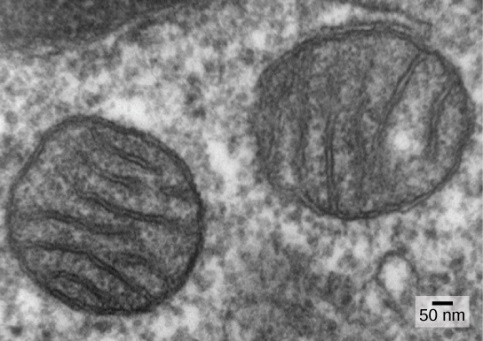 Mitochondria in a mammalian lung cell.