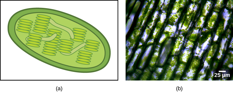 Chloroplast cross-section and micrograph.