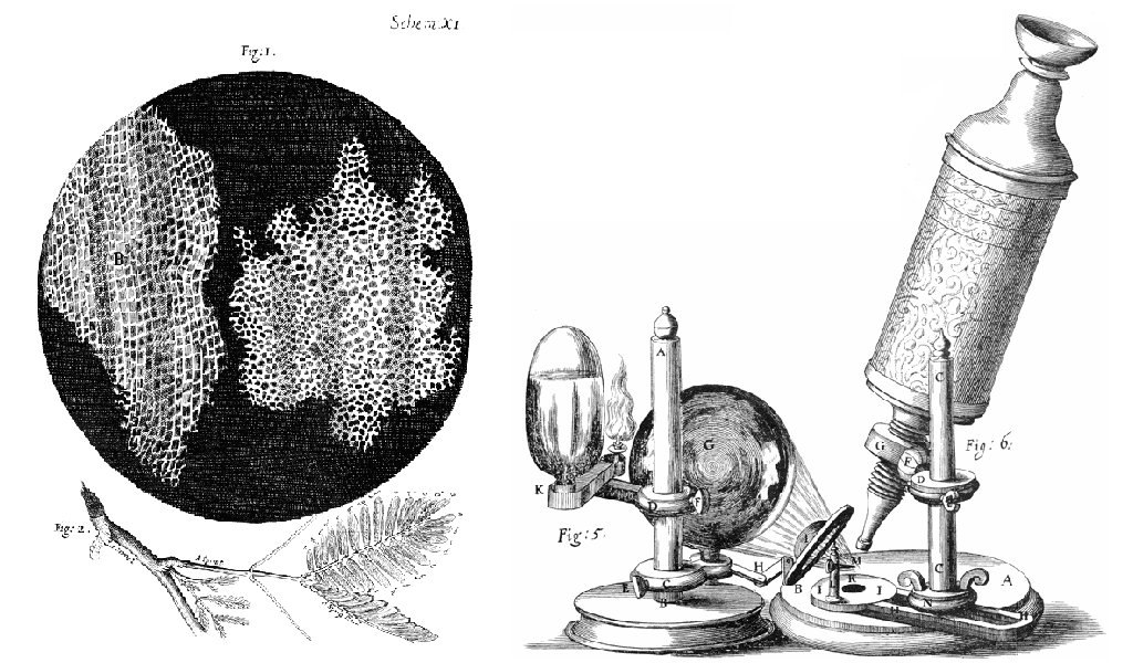 A graphite illustration of Robert Hooke's microscope on the right and the magnified cork cells on the left.