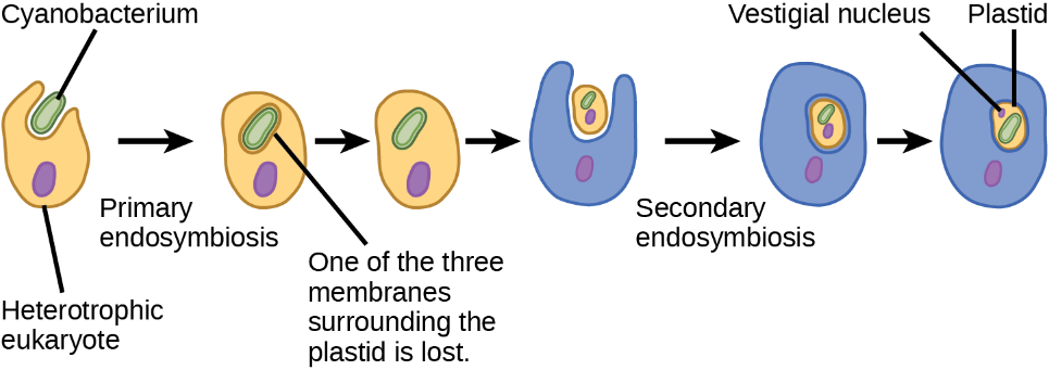 Secondary endosymbiosis.