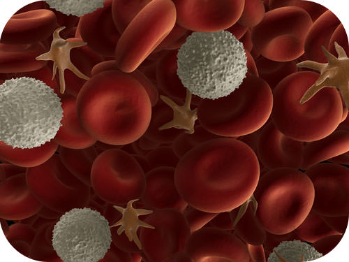 Human blood cells.