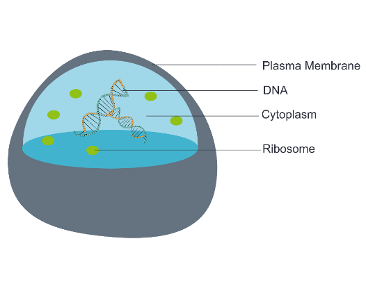 Basic cell components.