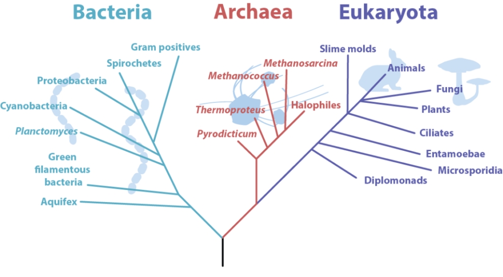 Phylogenetic tree of life