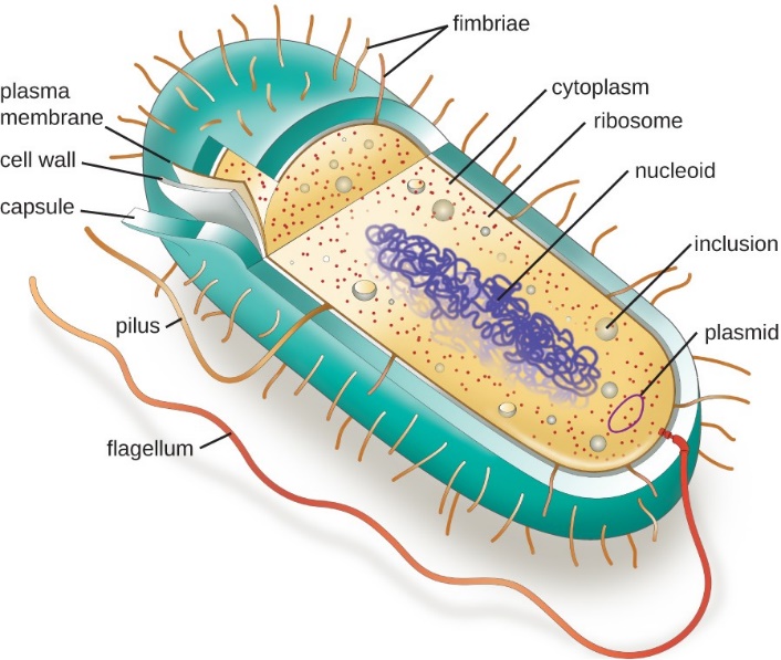 Parts of a prokaryotic cell.