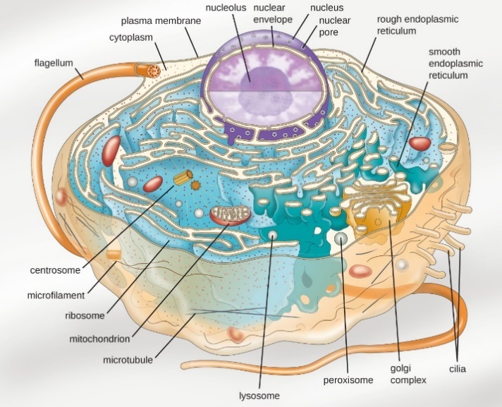 Parts of a typical eukaryotic cell.