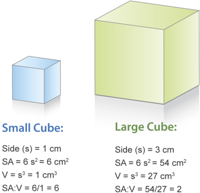 Surface area to volume comparison using cubes.