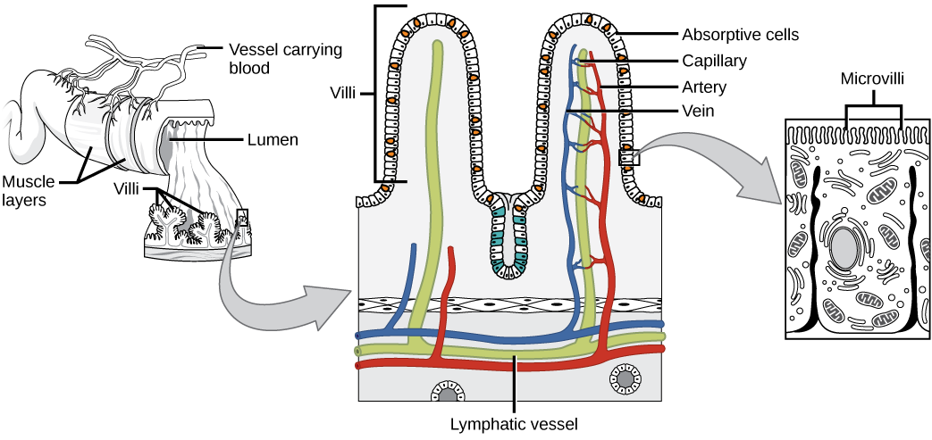 Villi location and components.