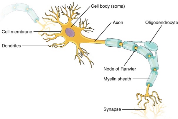 Neuron components.