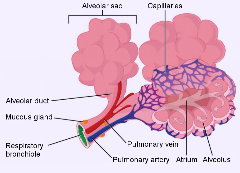 Terminal bronchioles components.