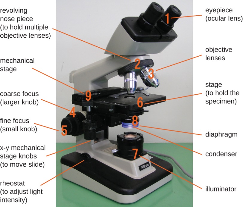 Light microscope components.