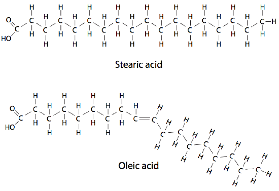 Stearic acid and oleic acid structure 2D models. Oleic acid bends slightly on the double carbon bond.