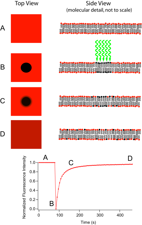 Diagram and graph showing the membrane's fluorescence recovery after photobleaching