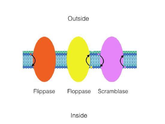 Diagram showing the catalytic action of flippase (inward), floppase (outward), and scamblase (both directions).