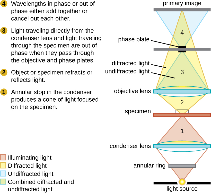Phase-contrast microscope components.