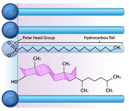 A cholesterol positioned between phospholipids.