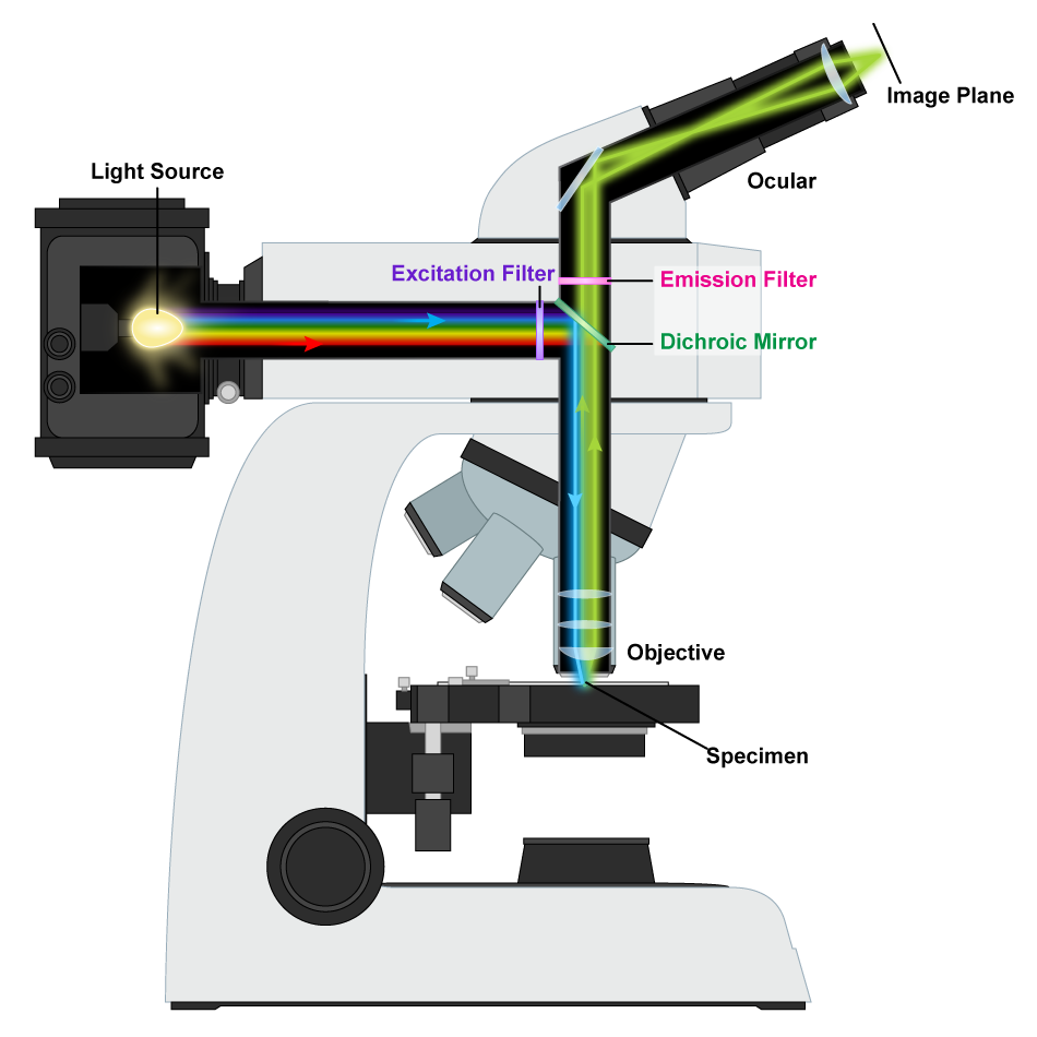 Fluorescence microscope mechanism.