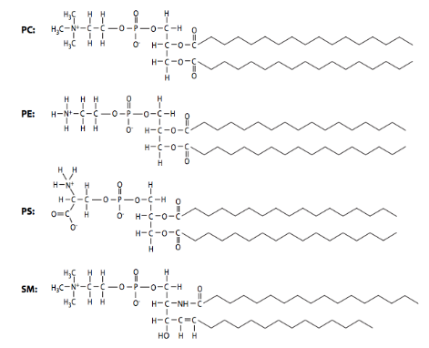 Phosphatidylcholine, phosphatidylethanolamine, phosphatidylserine, and sphingomyelin 2D structural models.