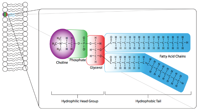 Phosphatidylcholine structure molecular 2D model.