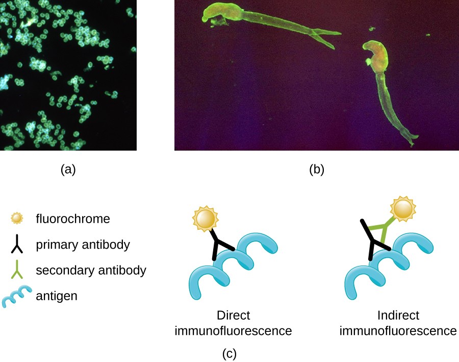 (a) Neisseria gonorrhoeae as glowing green dots. (b) Schistosoma mansoni covered in a transparent neon green layer. (c) Diagram illustrating immunofluorescence.