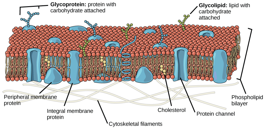 The plasma membrane has different parts contributing to membrane fluidity.