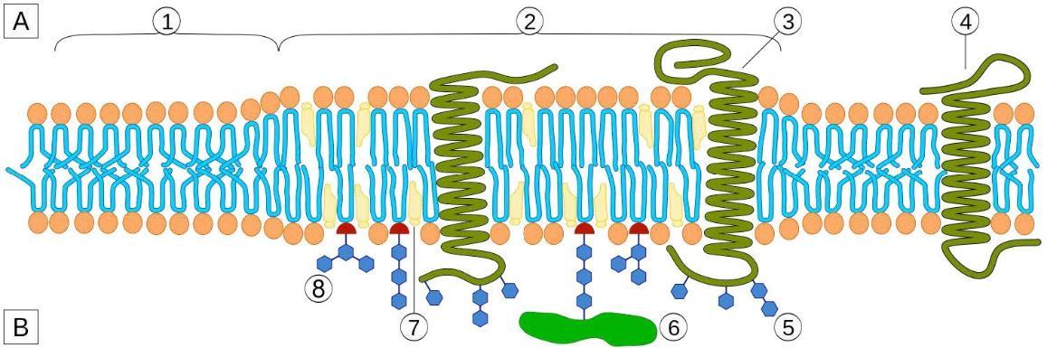 Lipid raft diagram.