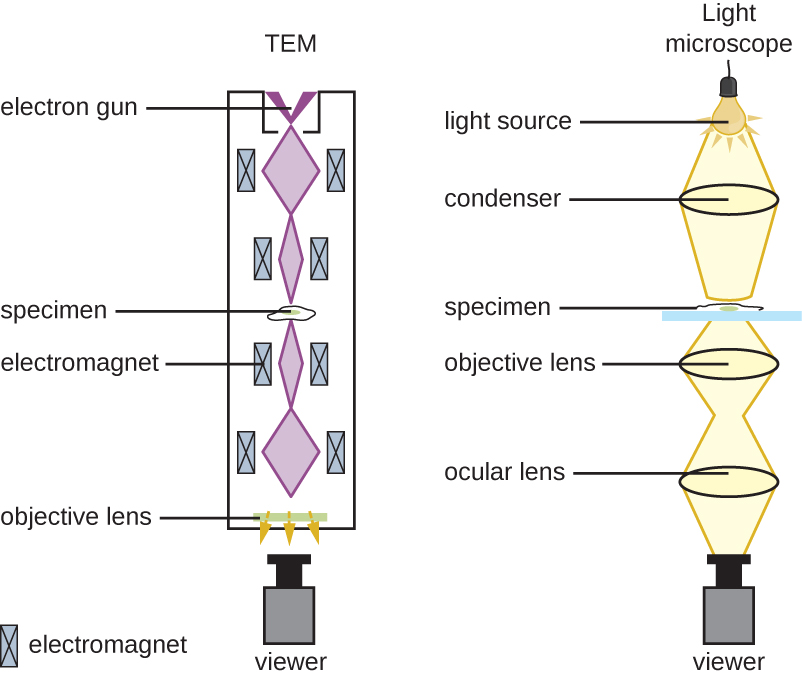 Transmission electron microscope and light microscope comparison.