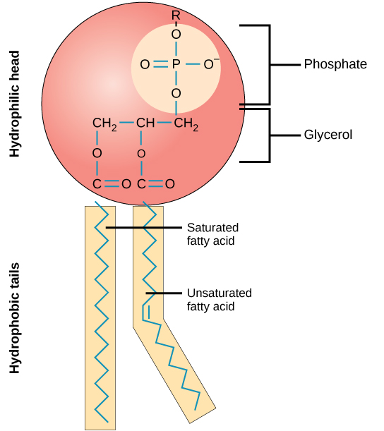 Phospholipids have a hydrophilic head (phosphate and glycerol) and two hydrophobic tails (one saturated and one unsaturated fatty acid).