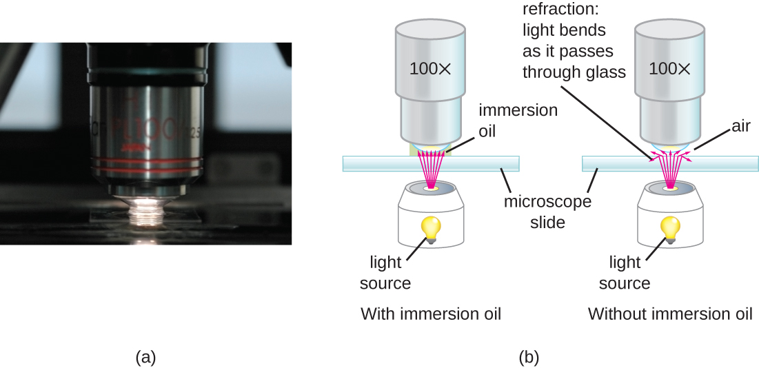 (a) Oil immersion lens in use. (b) Diagram showing a lens with and without immersion oil.