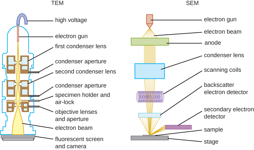 Transmission electron microscope and scanning electron microscope comparison.