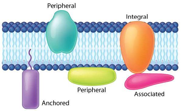 Five protein types in the plasma membrane.