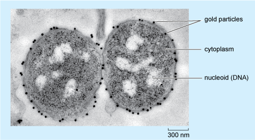An electron micrograph of two Neisseria meningitidis cells.