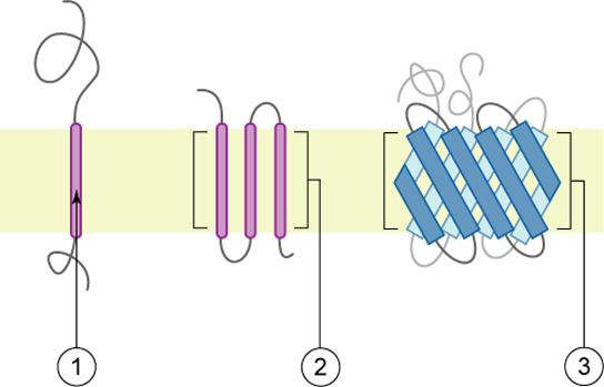 Three different integral membrane protein structures.