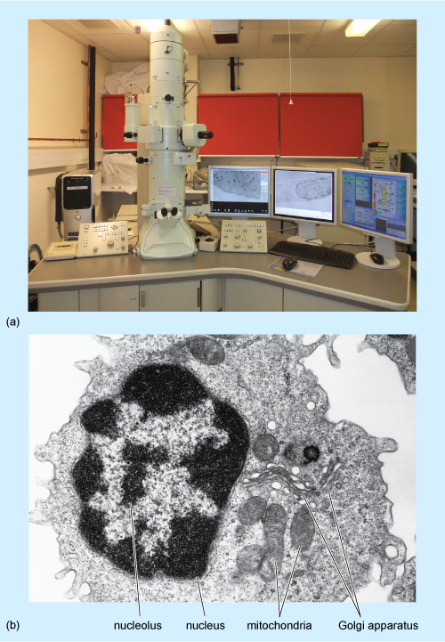 (a) An unidentified large microscope sitting on a desk by a computer. (b) A micrograph in black and white showing a detailed visual of a cell. The nucleolus, nucleus, mitochondria, and golgi apparatus are labelled.