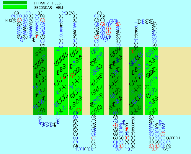 Membrane topology.