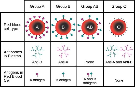 Table on how to determine different blood types.