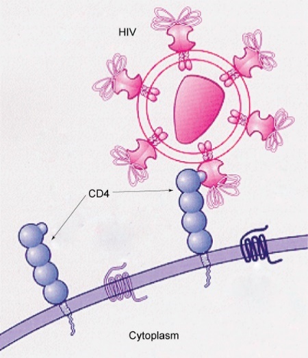 HIV docking on a CD4 receptor.