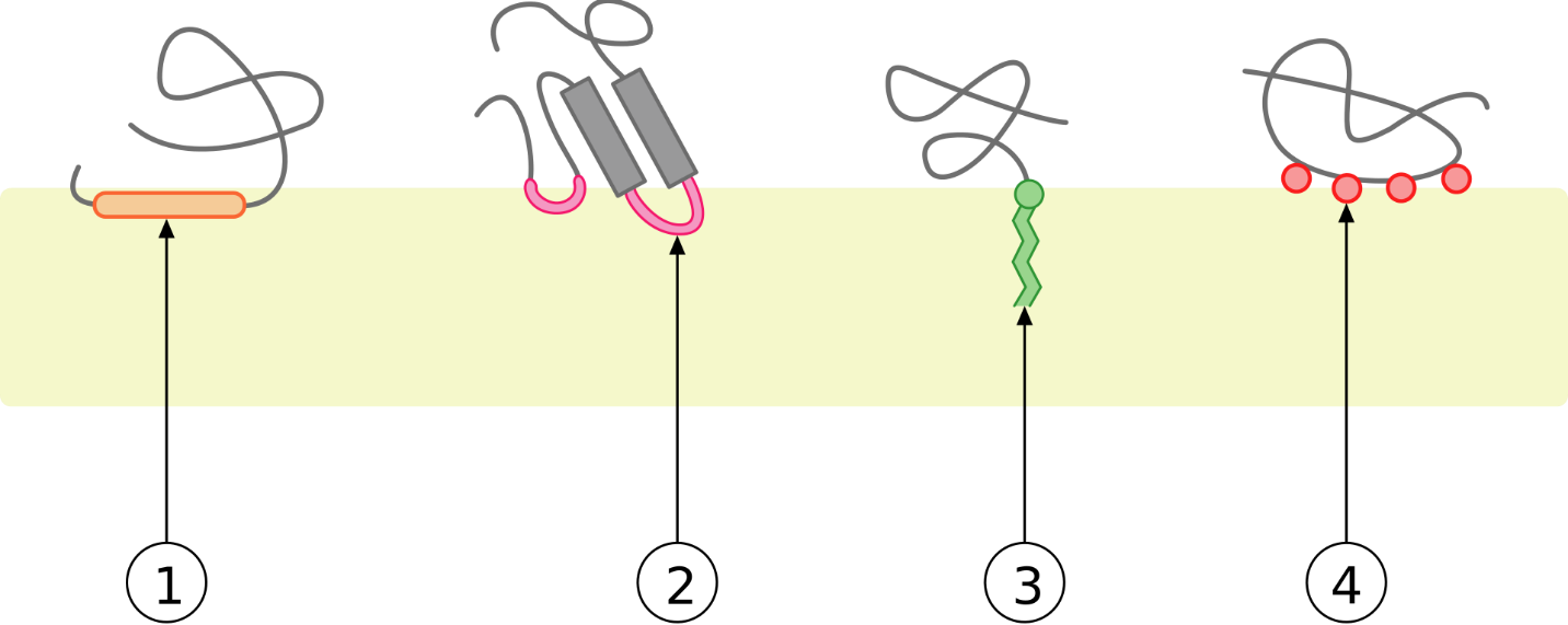 Four 2D models of interactions between monotopic membrane proteins and the cell membrane.