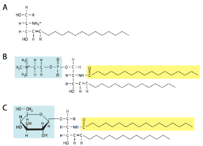 2D structure models of the three major types of sphingolipids.