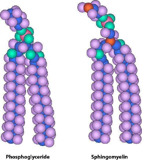 Phosphoglyceride and sphingomyelin have only slight differences in head molecule configuration.